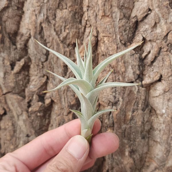 阿比達/Tillandsia Albida 