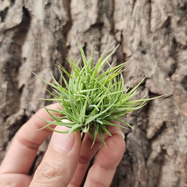 墨西哥小精靈-特選叢生/Tillandsia ionantha Mexico 