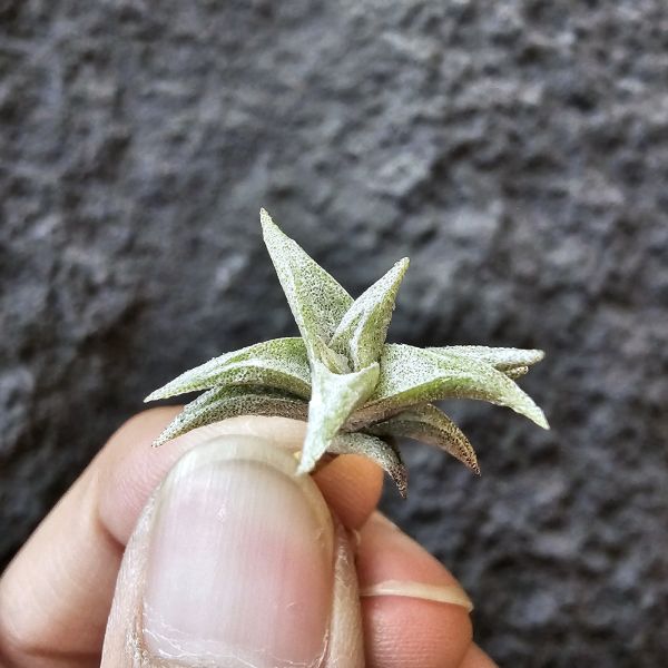 安古/Tillandsia angulosa 