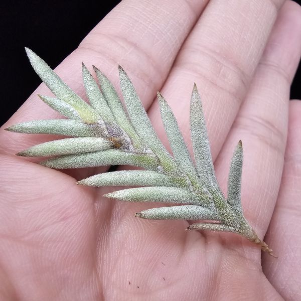 歐洲卡畢/Tillandsia capillaris(Europe)Allemania Salta 1200m Argentina 