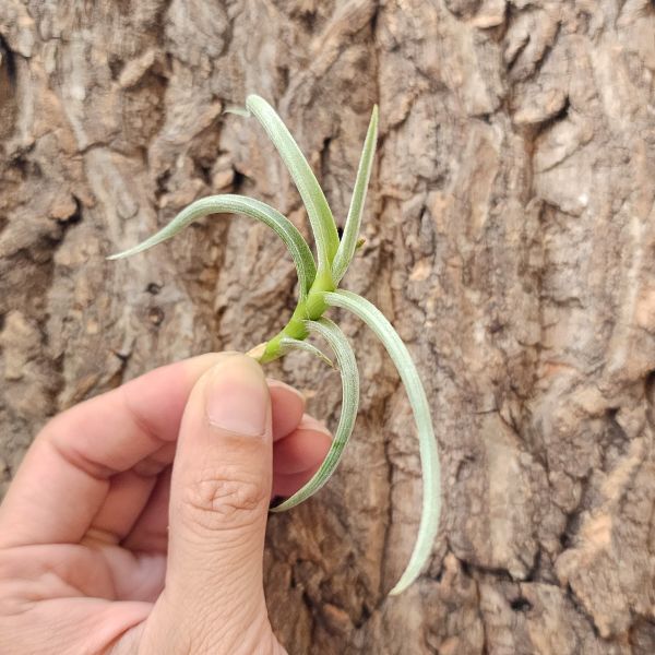牛角/Tillandsia Myosura 