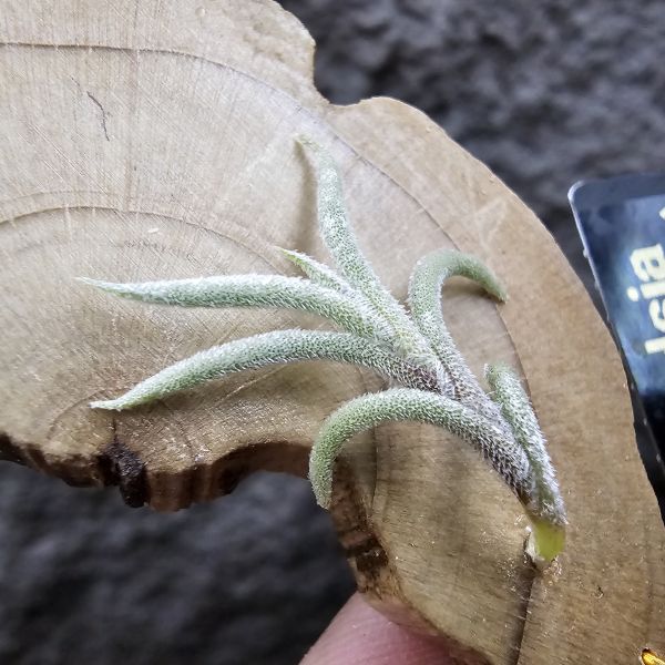 蘭吉諾薩/Tillandsia languinosa(Europe) 
