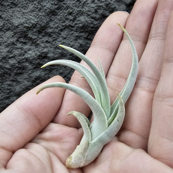 德K白天鵝X？(圖四、五母株參考)/Tillandsia barfussii X？(KK)德國農場相當高價的大型白天鵝！母株購買時近3W，具描述可能是與雪鵝SP.的交種，與常見的白天鵝相較看似有偏白些，有無差異則依個人的主觀判斷覺得有收藏價值在購買！ 