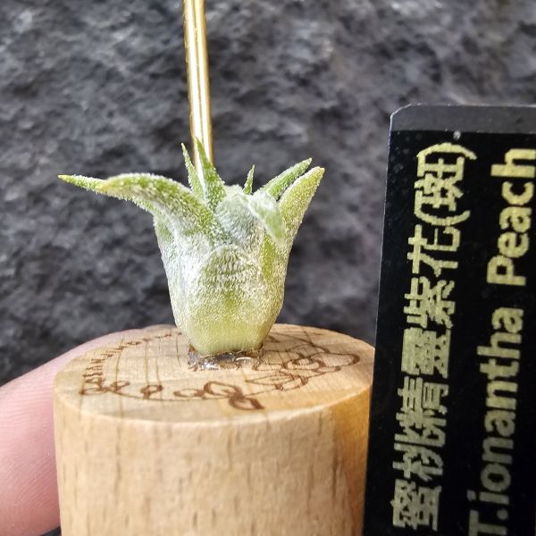 蜜桃小精靈紫花(斑)隨成長斑紋會逐漸明顯/Tillandsia ionantha Peach 