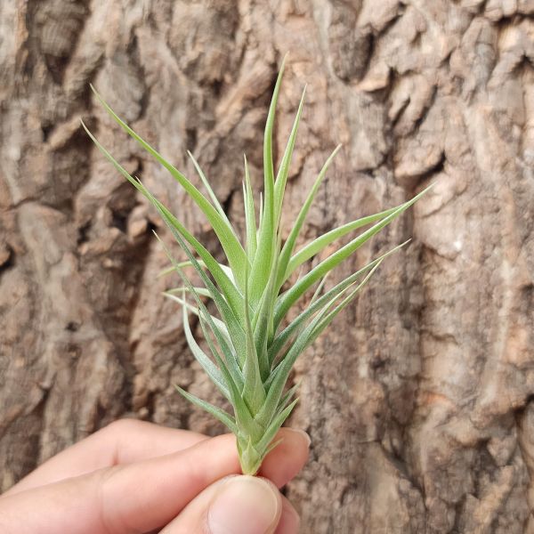 阿珠依-綠星/Tillandsia Arjueii Green Star 