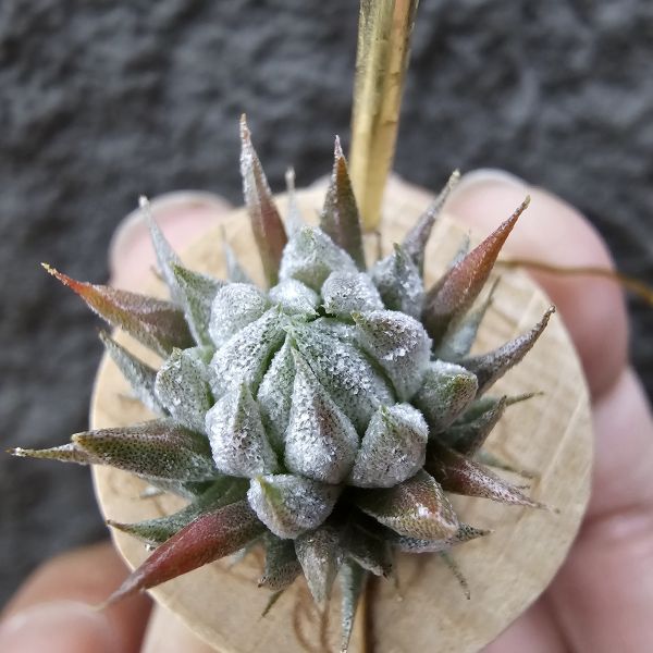 歐洲榛果(特殊)/Tillandsia ionantha Hazelnut (Europe) 