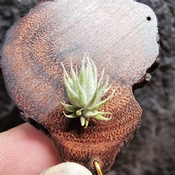 歐洲蘿莉(密葉)/Tillandsia loliacea compact form(Europe)~母株圖四參考 