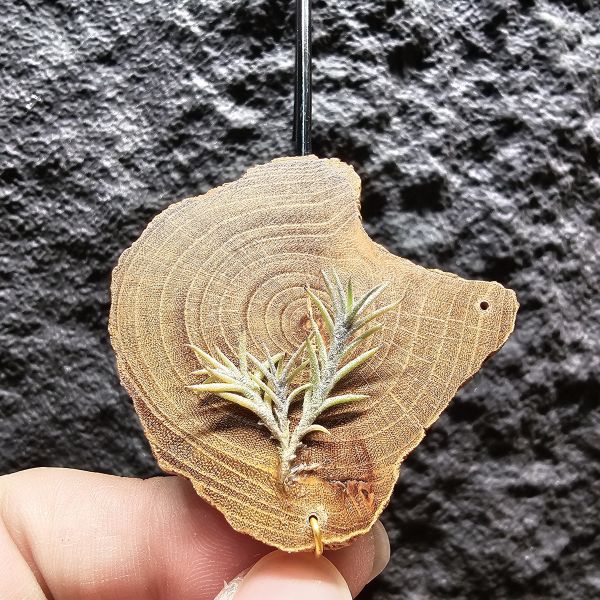 卡畢拉瑞斯-小型/Tillandsia capillaris~一款型態感覺上整齊對生、會生長較長型的卡畢、多叢生可參考圖三 