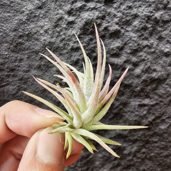 墨西哥小精靈×長莖/Tillandsia ionantha Mexico × ionantha v. van-hyningii 