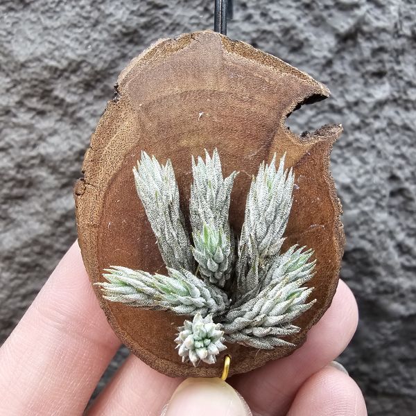 彈頭-野採(已養半年)/Tillandsia pedicellata(Argentina) 