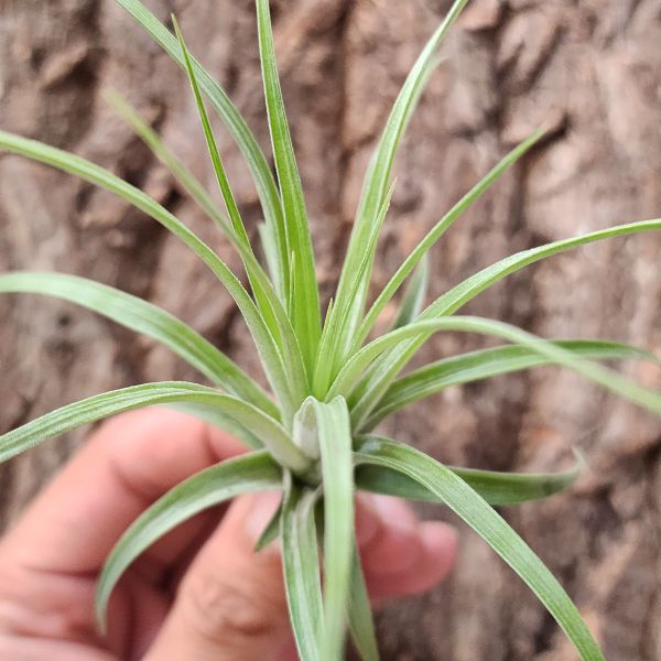 硬葉多國花/Tillandsia Stricta Bak 