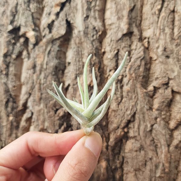 雞爪/Tillandsia Glabrior 