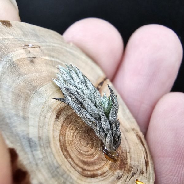 彈頭(阿根廷)側邊冒1芽/Tillandsia pedicellata(Argentina) 