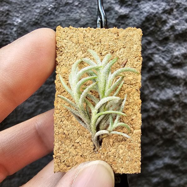 卡畢(阿根廷野採)/Tillandsia capillaris(Argentina) 