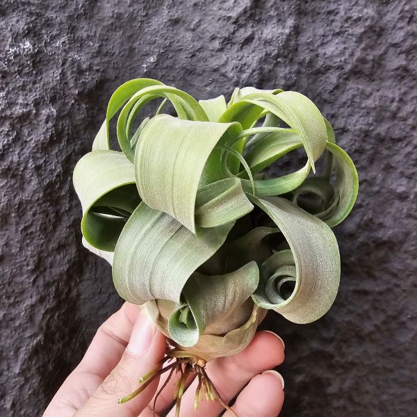 特選~電捲燙(瓜地馬拉)/Tillandsia streptophylla~很肥很肥很肥、很寬葉很寬葉很寬葉、偏青綠葉！ 