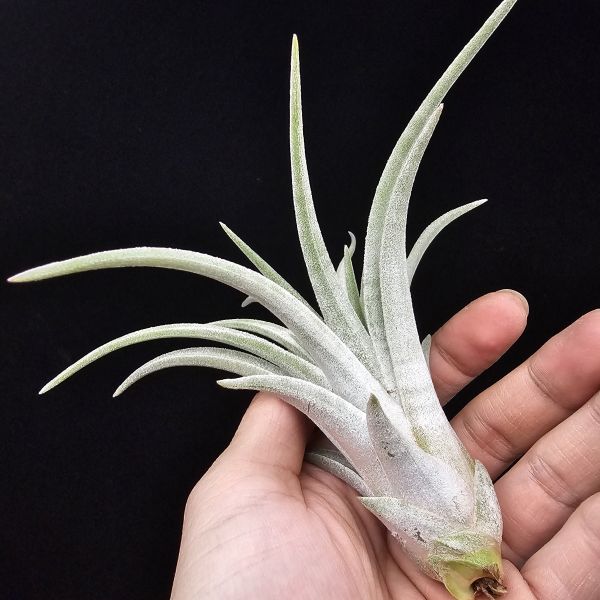 香檳×子彈(大肥芽)/Tillandsia chiapensis × mitlaensis 