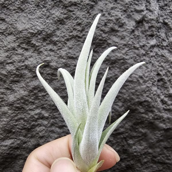 鳥岩大M/Tillandsia minasgeraisensis(Bird Rock) 