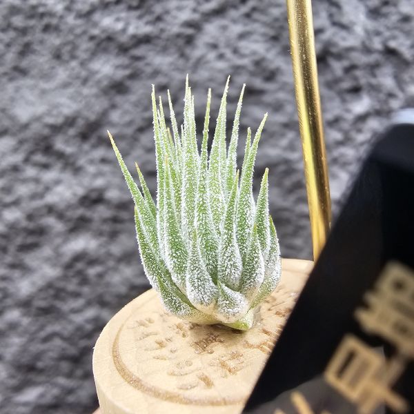 花生米小精靈(早期)/Tillandsia ionantha peanut 