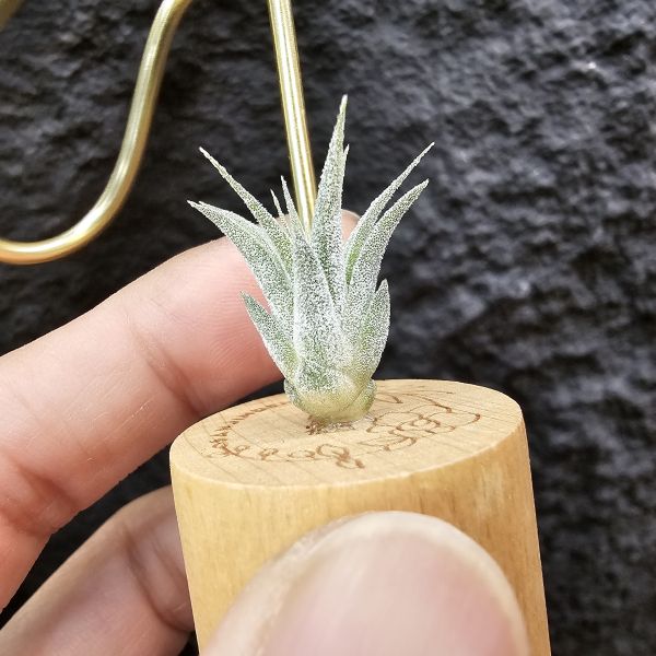 香檳×蜜桃小精靈(白花)/Tillandsia chiapensis × ionantha peach~雖成長會有香檳的顯色感 