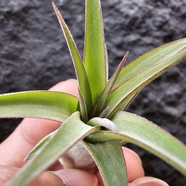 艾瑞克×全紅小精靈(首輪芽)/Tillandsia Eric knobloch × ionantha Rubra~限水會下卷、葉緣滾紅邊為特色 