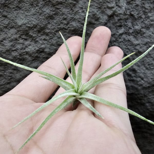 醬爆×墨電/Tillandsia ionantha var. van-hyningii Jumbo × streptophylla Mexico 