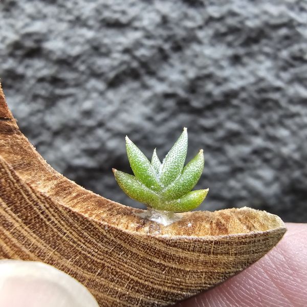 吉利/Tillandsia gilliesii forma major seedling 