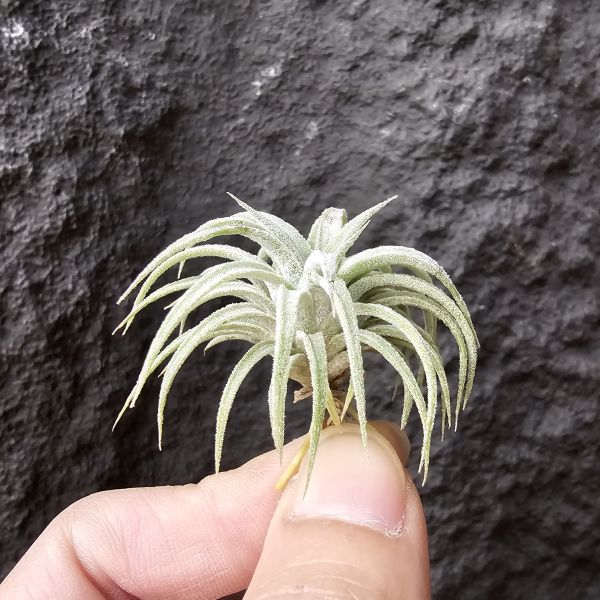 BC × 龍精靈/Tillandsia bea correale × ionantha Ron 