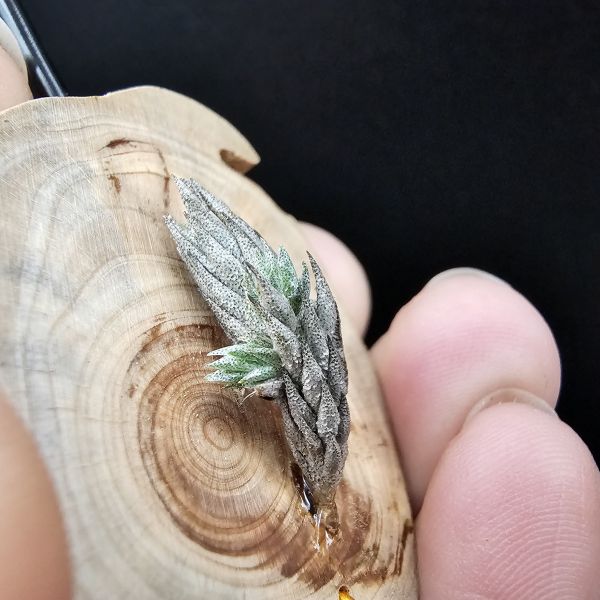 彈頭(阿根廷)側邊冒2芽/Tillandsia pedicellata(Argentina) 