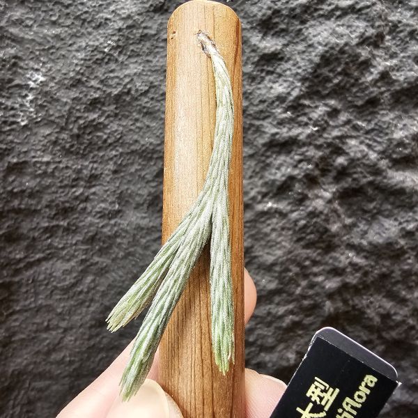 牙籤(大型)三芽/Tillandsia minutiflora 