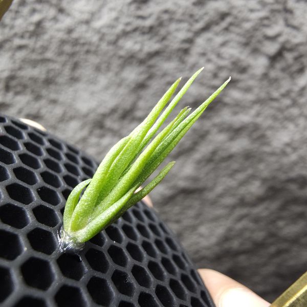 銀冰×貝里斯電捲/Tillandsia chiletensis × streptophylla Belize 