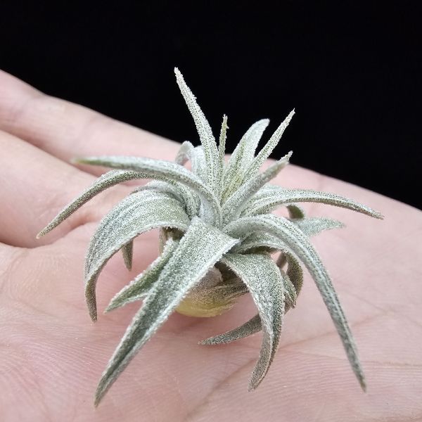 歐洲莫氏(台產首芽)/Tillandsia mauryana(Europe) 
