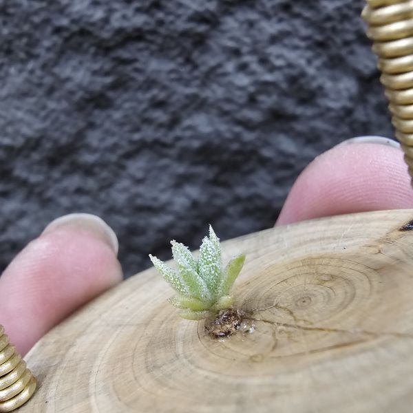 長莖小型 × 金字塔/Tillandsia ionantha v. vanhyningii Small Form × ionantha Pyramid 