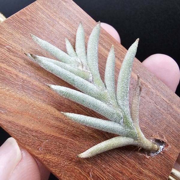 Tillandsia capillaris(Europe)~歐洲卡畢、植株不小未見過開花的型態。 