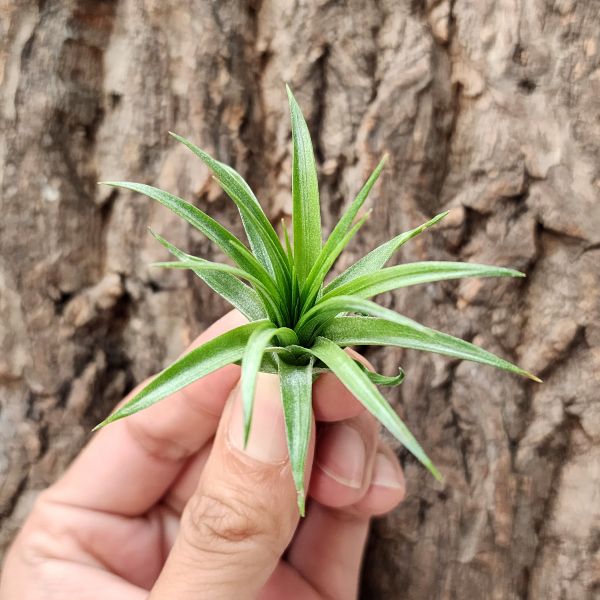 瑪丹娜×多國花/Tillandsia Montana × Stricta 