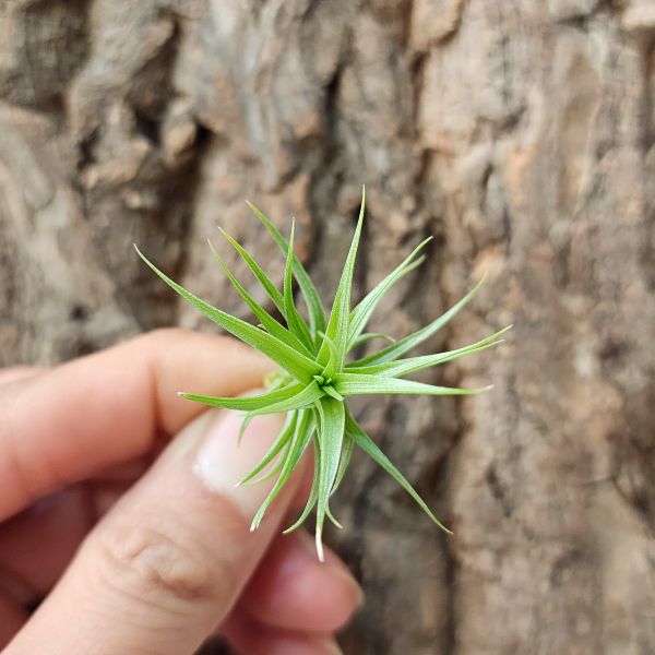 紫羅蘭-迷你/Tillandsia Aeranthos Minuet 