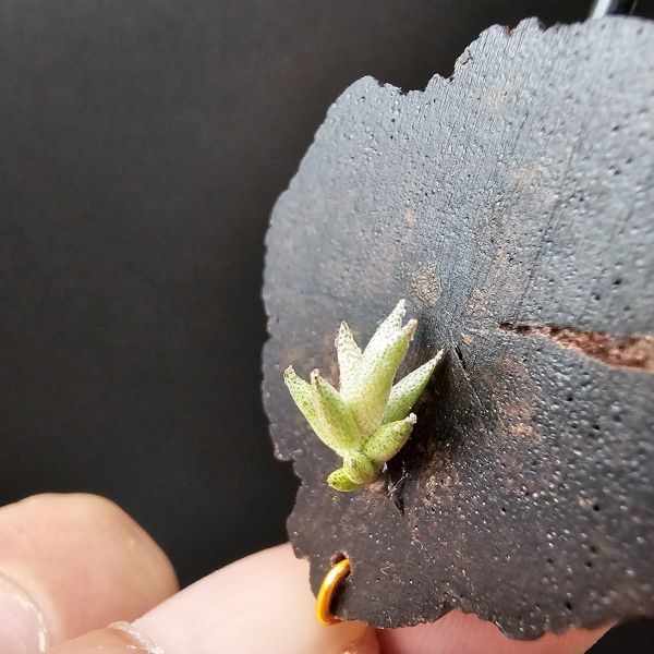 布雷爾利托西斯(S尺寸)/Tillandsia brealitoensis~重油耐用"降真木"板材! 
