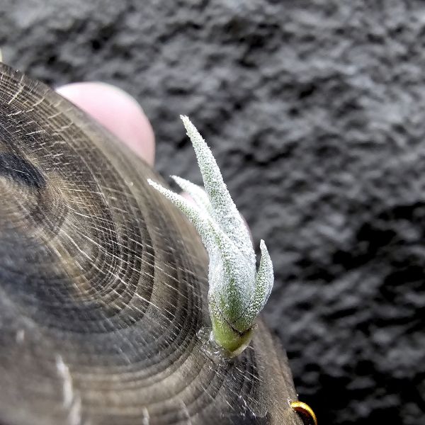 銀龍爪/Tillandsia sp. ei tule mexico 