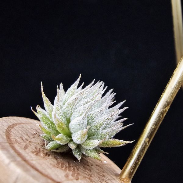 榛榛(中尺寸正要冒2芽)/Tillandsia ionantha haselnuss(RFI) × ionantha haselnuss(KK) 