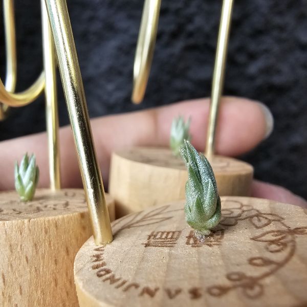 歐洲阿Q × 墨西哥電捲(ss不挑株)/Tillandsia arequitae × streptophylla Mexico 