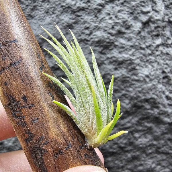 花生米×伊莉莎白(上木材，黃連木)/Tillandsia ionantha peanut × elizabethiae 