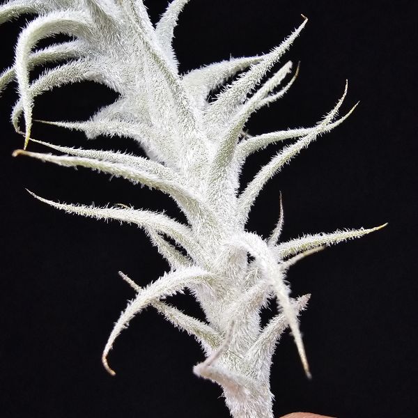 小白龍/Tillandsia stellifera 