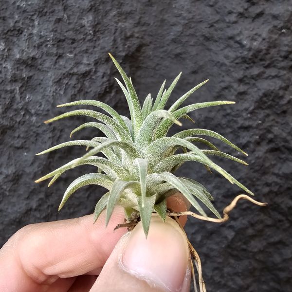 松果小精靈/Tillandsia Ionantha Pinecone 