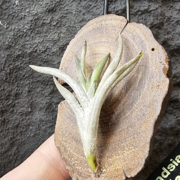 卡斯塔拉米(成株尺寸)/Tillandsia castellanii(Argentina)~阿根廷原生種，黃色瓣狀花，圖四可參考叢生型態 
