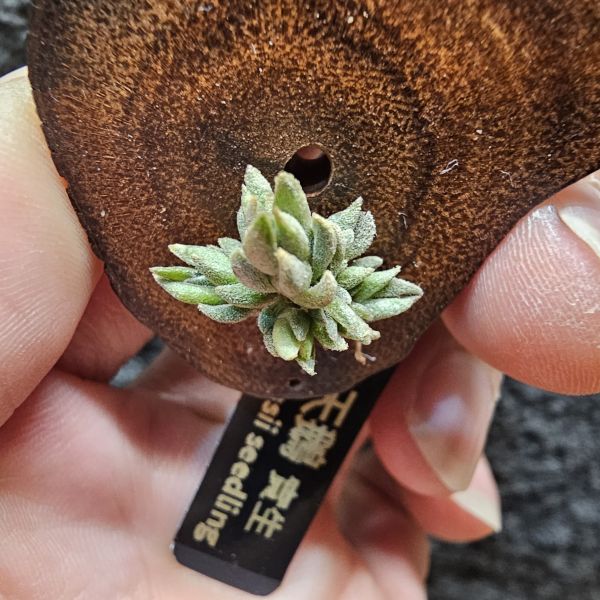 白天鵝(實生群)/Tillandsia barfussii seedling~實生苗在成長過程中皆有持續增生芽的可能！ 