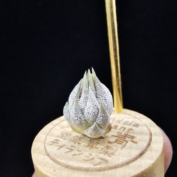 羅西塔小精靈(選拔)/Tillandsia ionantha Rosita~形態集束，成株葉子較短的選拔個體、圖四母株參照！ 