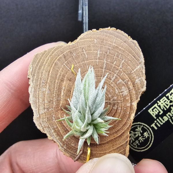 阿根廷蘿莉(1母株帶2芽)/Tillandsia loliacea(Argentina) 