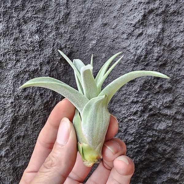 霸王鳳×墨西哥電捲(首輪芽)/Tillandsia xerographica × streptophllya Mexico #cyc380 