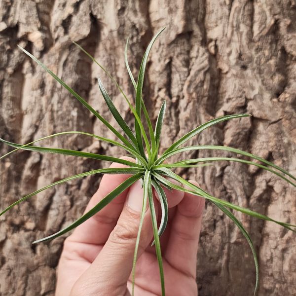 多國花-白花/Tillandsia Stricta 