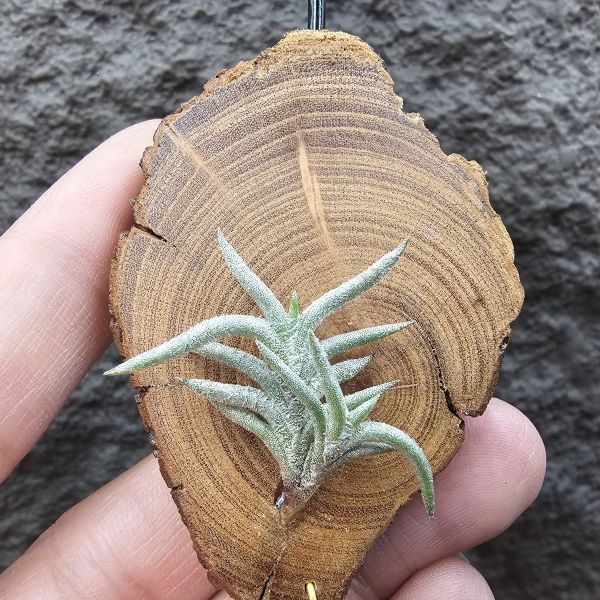 帕姆塔塔/Tillandsia permutata(Europe) 