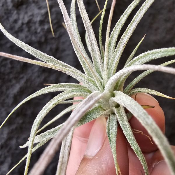 TY×BC/T. Ty(ehlersiana x bulbosa)× Bea Correale 